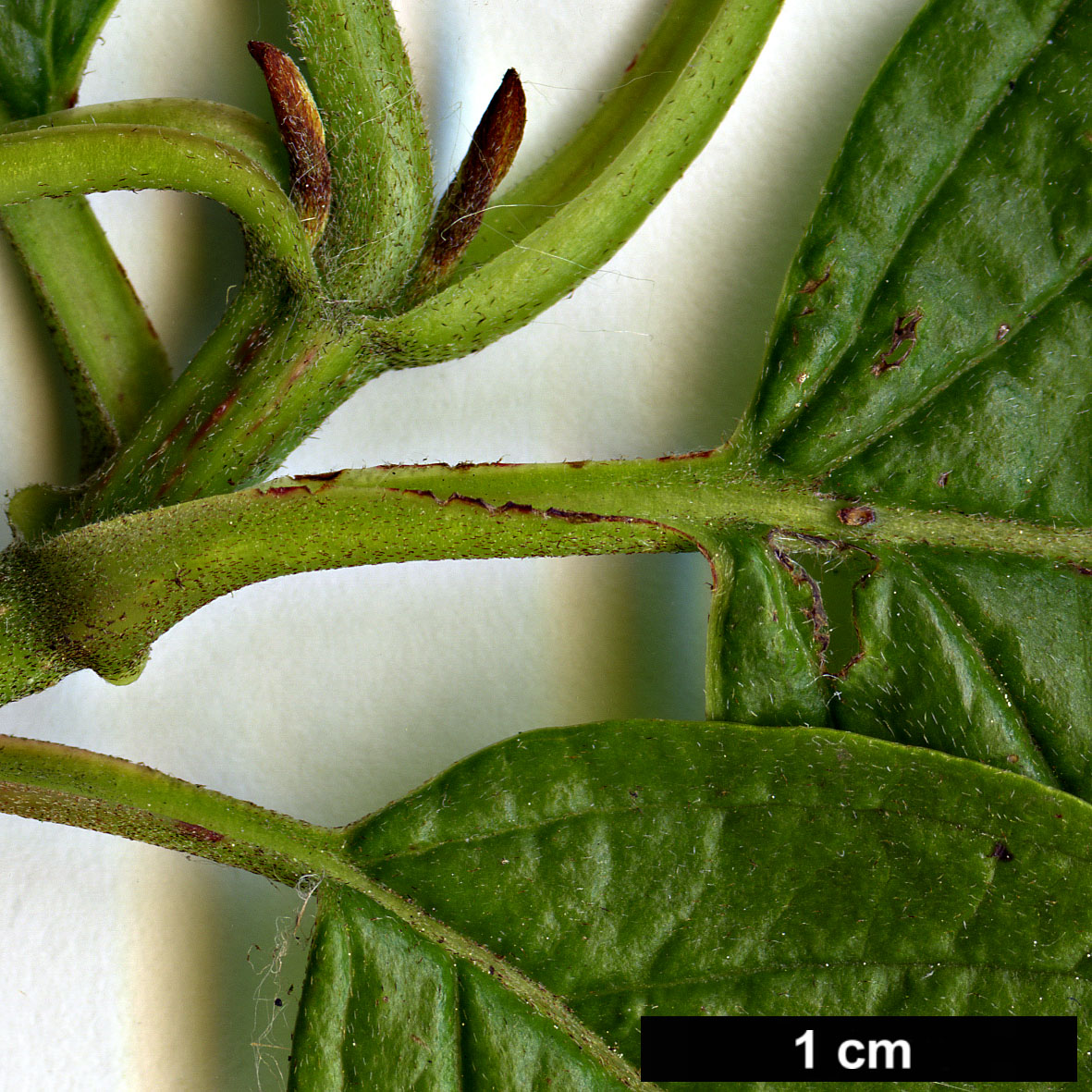 High resolution image: Family: Cornaceae - Genus: Cornus - Taxon: sericea - SpeciesSub: subsp. occidentalis